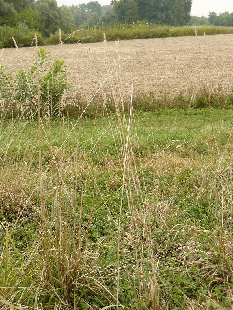 dulcis in fundo - Festuca sp.